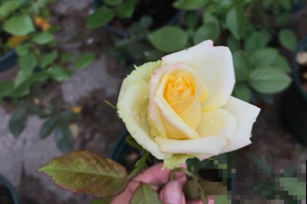 月季开花多,花期长,家里养正合适 月季开花多,花期长,家里养正合适