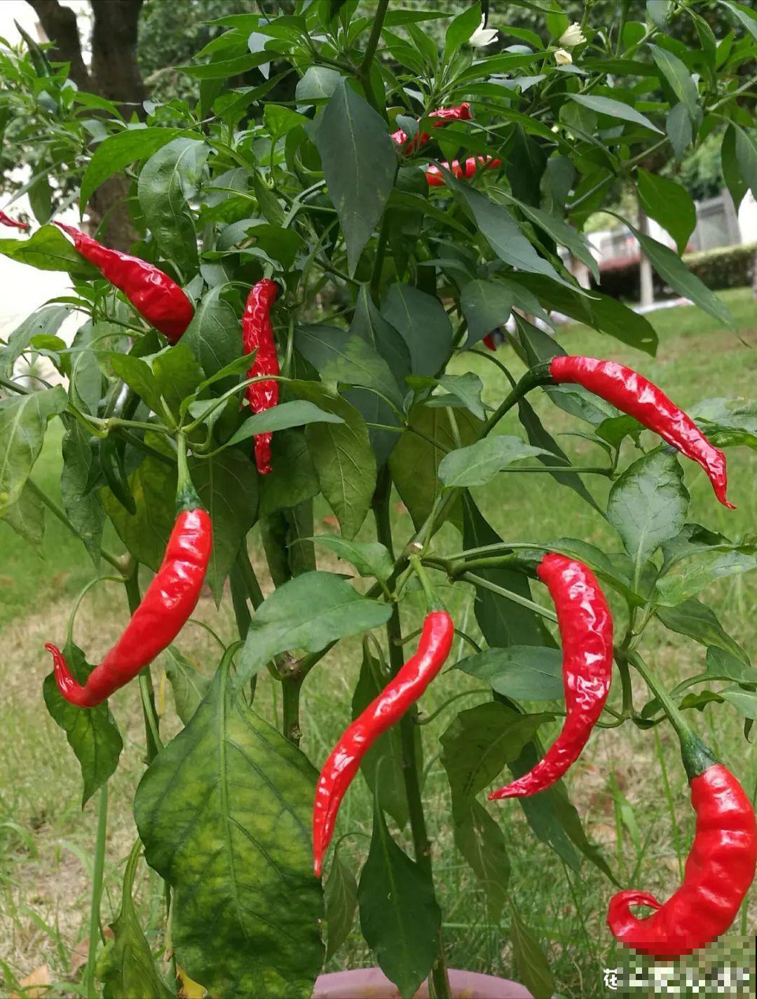 秋天养这4种菜，长得快、结果多，一茬茬吃不完！