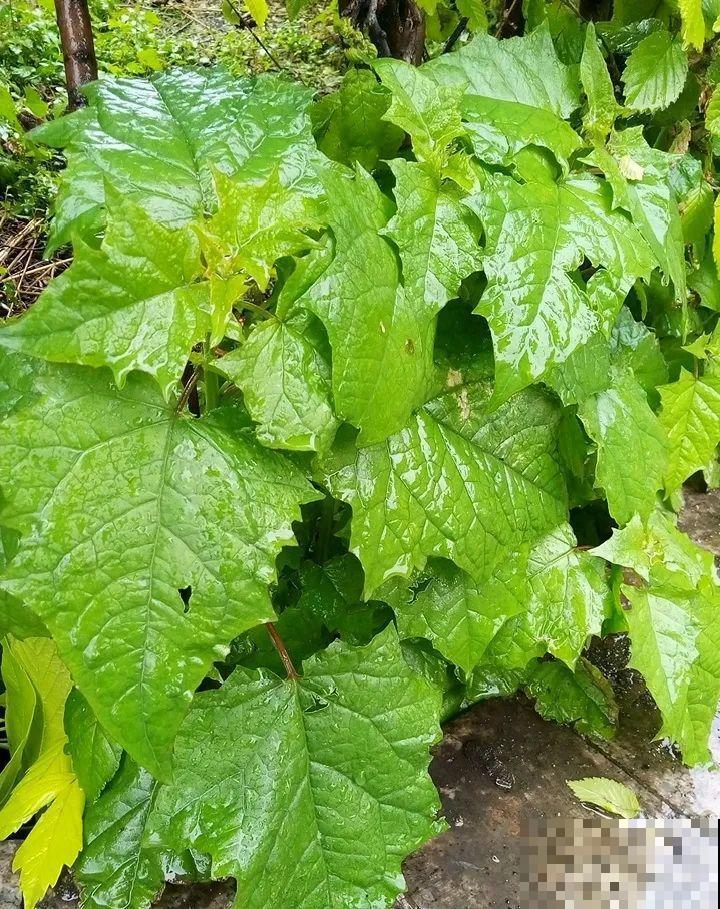 38种入侵植物,全村出来挖,挖完又长一大片 38种入侵植物,全村出来挖,挖完又长一大片