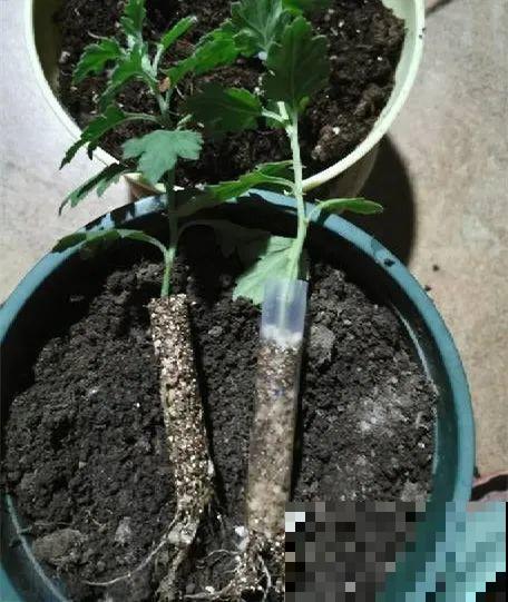 扦插有啥难？1根吸管，插活6盆花，太简单了！