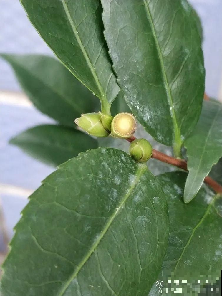 下个月开始，这10种花不能剪，剪了没花看，白养大半年！