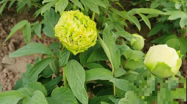 这花只能秋天养,埋土里就活,晚了再等一整年! 这花只能秋天养,埋土里就活,晚了再等一整年!