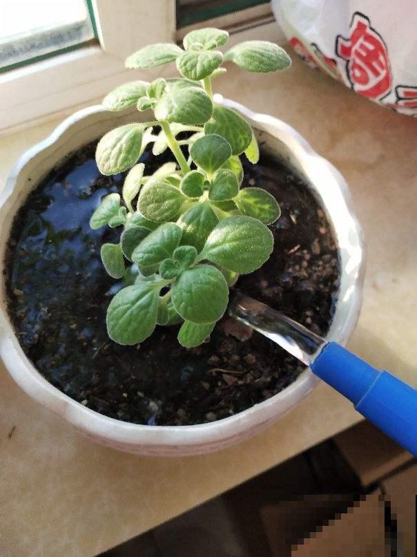 立秋养花，3个坑别踩，不然花全死了