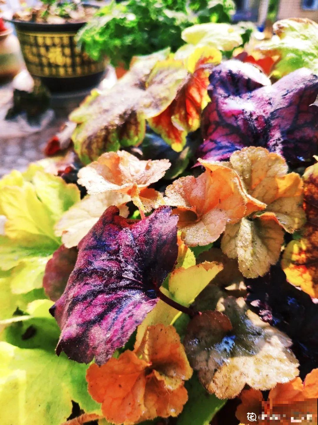 新买一盆花,叶子五颜六色,真怀疑它是不是喷药了? 新买一盆花,叶子五颜六色,真怀疑它是不是喷药了?