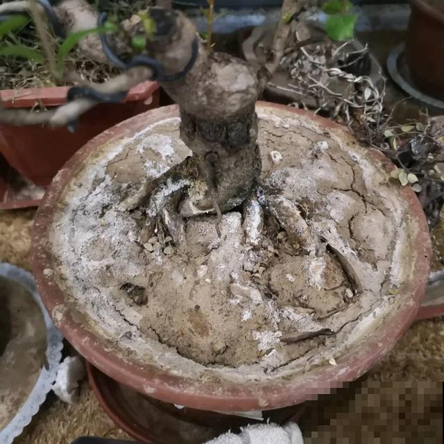 4种养花夺命水，秋天不要浇，一浇花就死！