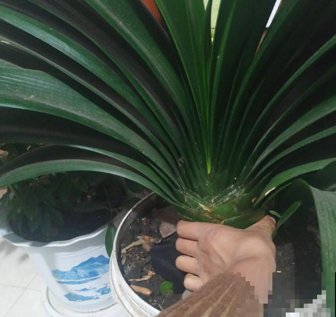 君子兰3大养护难题,一次性给你解决,今年准时开花! 君子兰3大养护难题,一次性给你解决,今年准时开花!