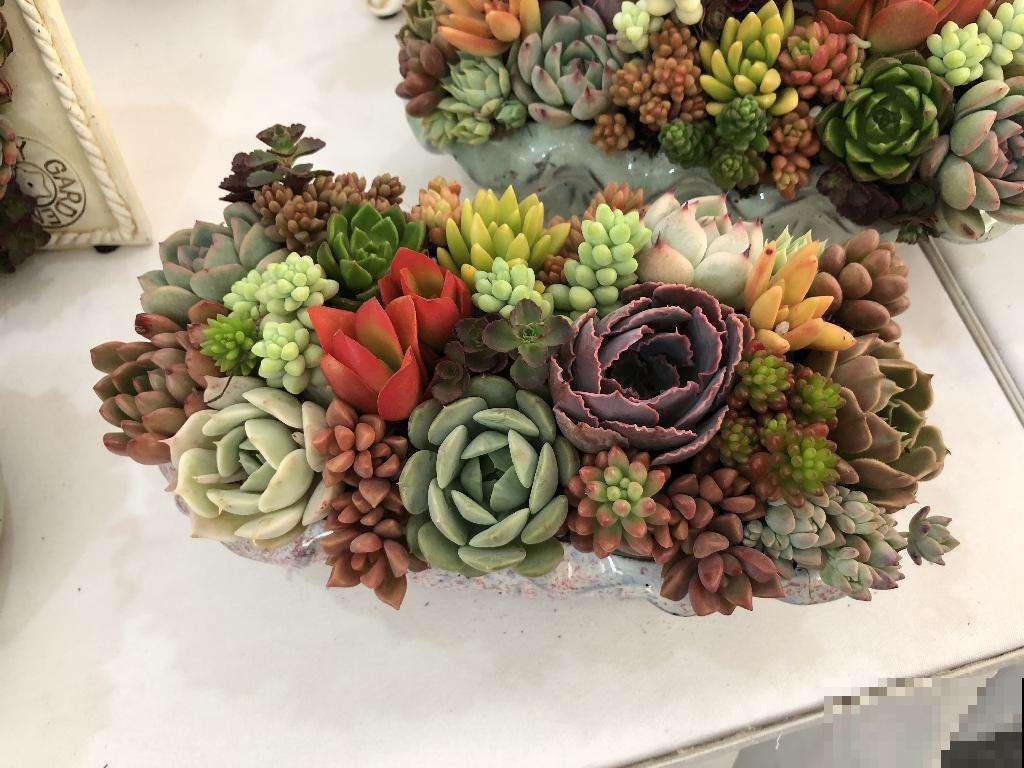 多肉越长越干瘪？掌握这些方法，让它重新肉嘟嘟！