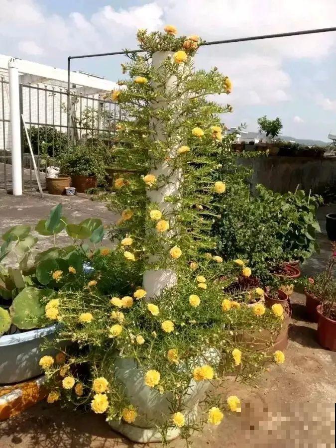 8根筷子绑一起,2个月变老桩,让你爱不释手! 8根筷子绑一起,2个月变老桩,让你爱不释手!