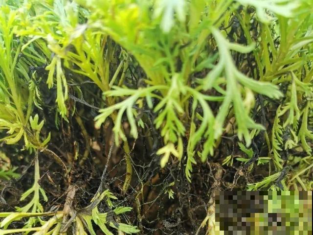 20种花,天凉了赶紧剪,来年开花有多又艳! 20种花,天凉了赶紧剪,来年开花有多又艳!