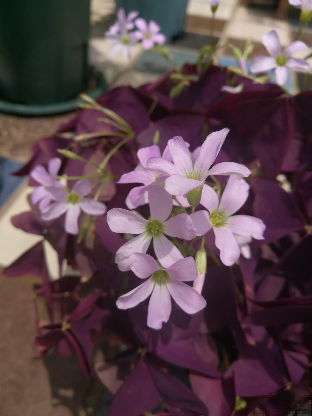 一把小球种盆里,呼呼爆开花,原来是酢浆草 一把小球种盆里,呼呼爆开花,原来是酢浆草