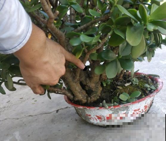 养花不一定要用大花盆，8种花要换小盆，挤着养才能长好