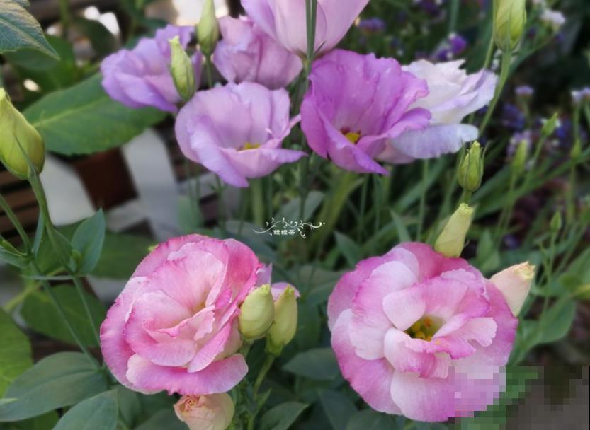 20种秋天开花的植物,外出看到,记得拍照欣赏! 20种秋天开花的植物,外出看到,记得拍照欣赏!