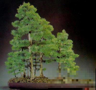 惊艳的6大盆景造型,中国植物艺术的巅峰,收藏起来! 惊艳的6大盆景造型,中国植物艺术的巅峰,收藏起来!