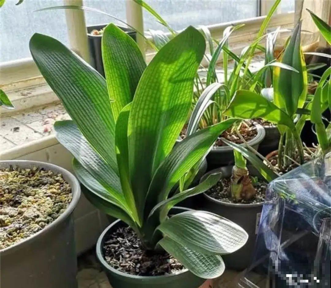 养花不一定要用大花盆，8种花要换小盆，挤着养才能长好