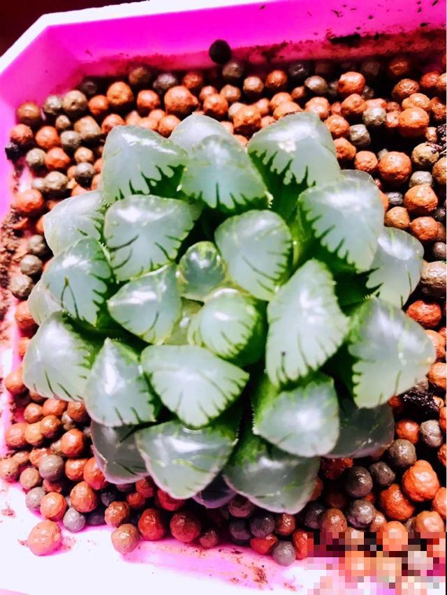 养根的3个小方法,照着一步步做,根能撑爆盆! 养根的3个小方法,照着一步步做,根能撑爆盆!