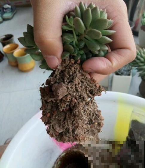 家里的花,用这东西裹住,捂一捂,可以快速生根! 家里的花,用这东西裹住,捂一捂,可以快速生根!