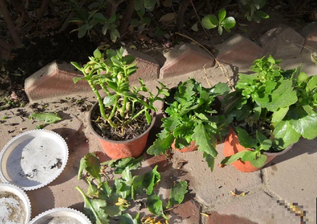 三伏已过,这花可以处理了,晚了错过开花! 三伏已过,这花可以处理了,晚了错过开花!