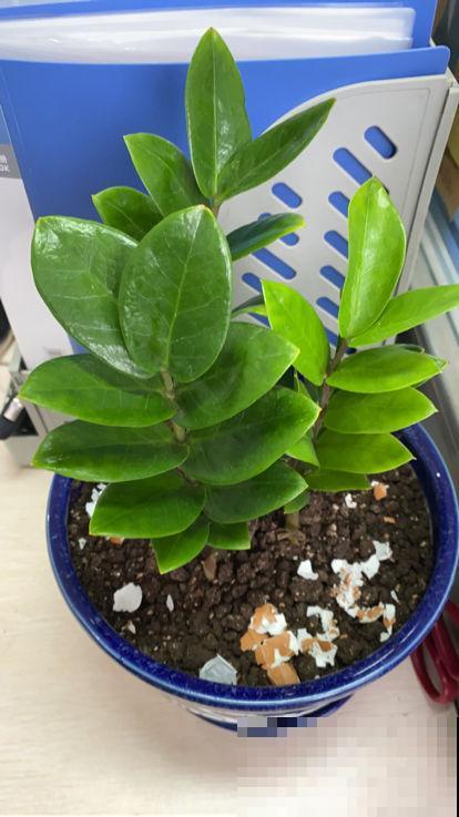 入秋后要及时修剪，不然6种花越长越丑