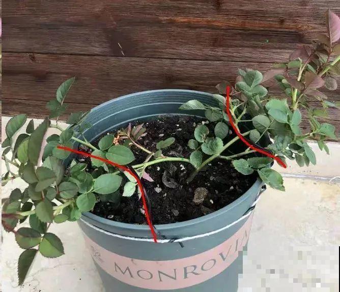 月季秋天这么养,长得快,狂冒芽,开花直到冬天! 月季秋天这么养,长得快,狂冒芽,开花直到冬天!