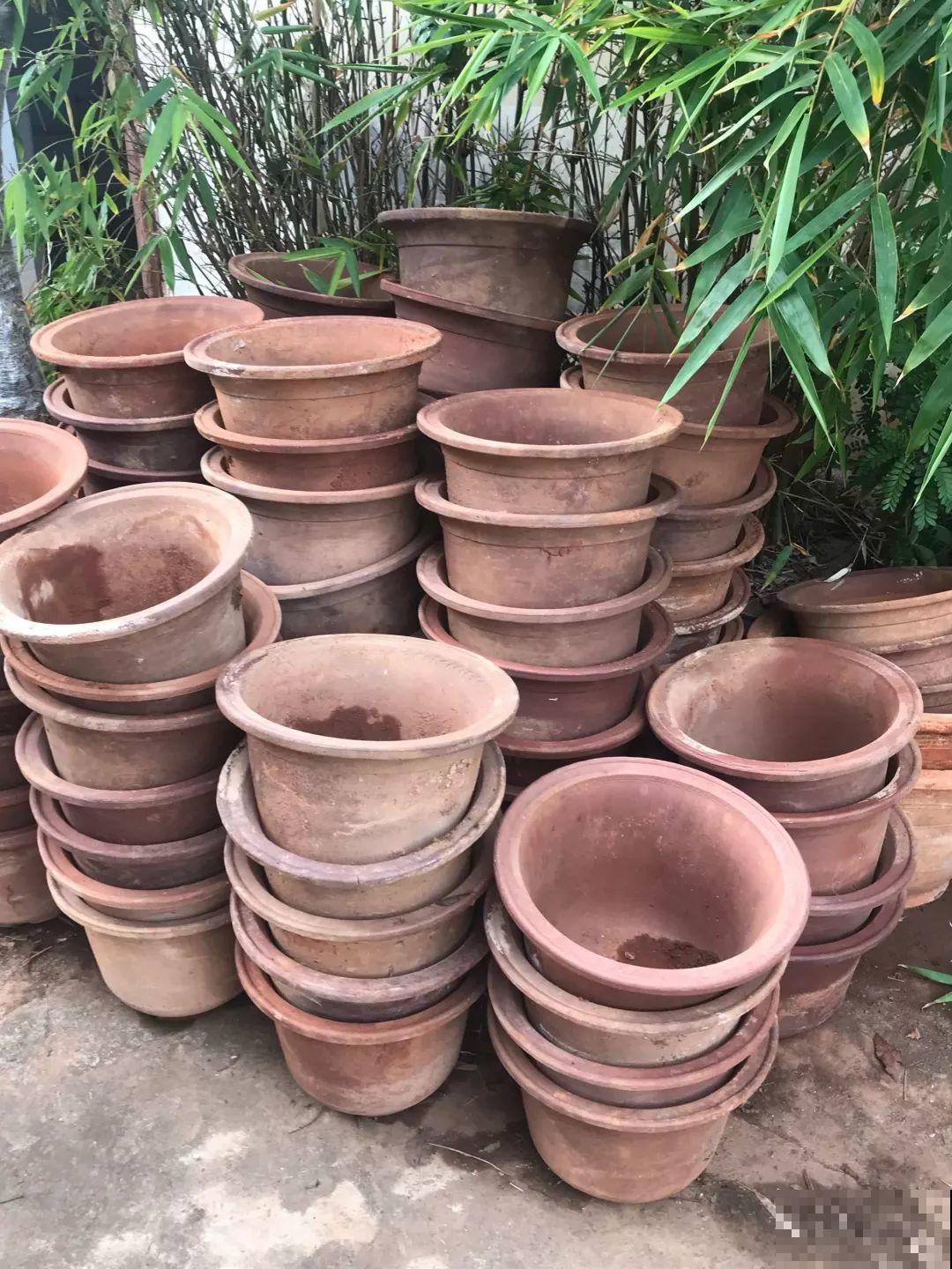 沙漠玫瑰太能长，足足100斤，1个人差点搬不动！