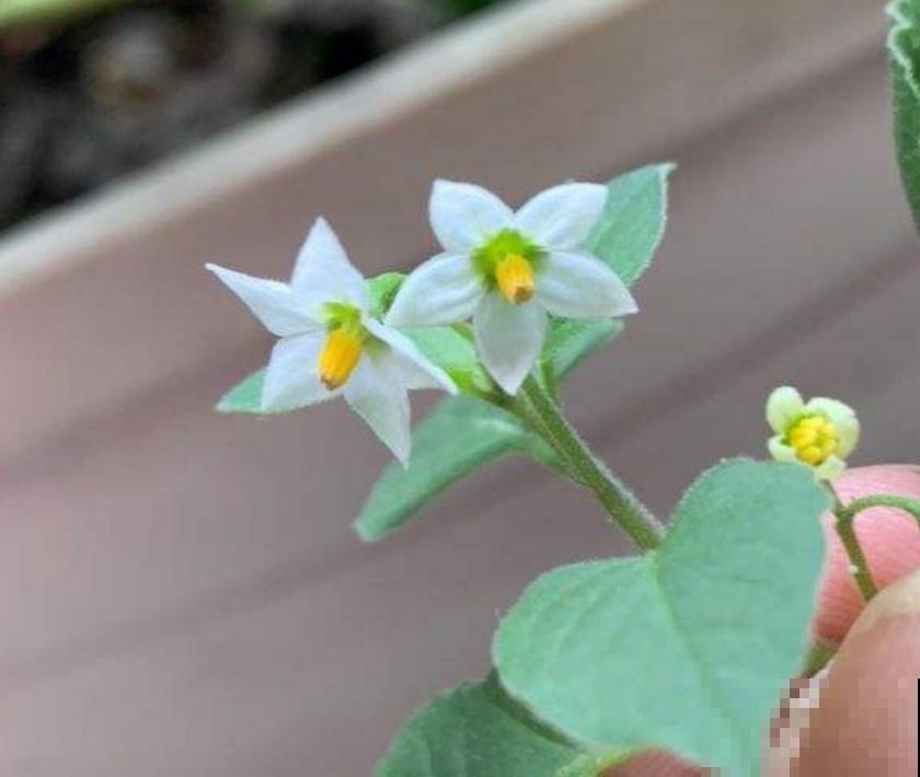 龙葵在家也能种,果子一批接一批长,赚大了! 龙葵在家也能种,果子一批接一批长,赚大了!