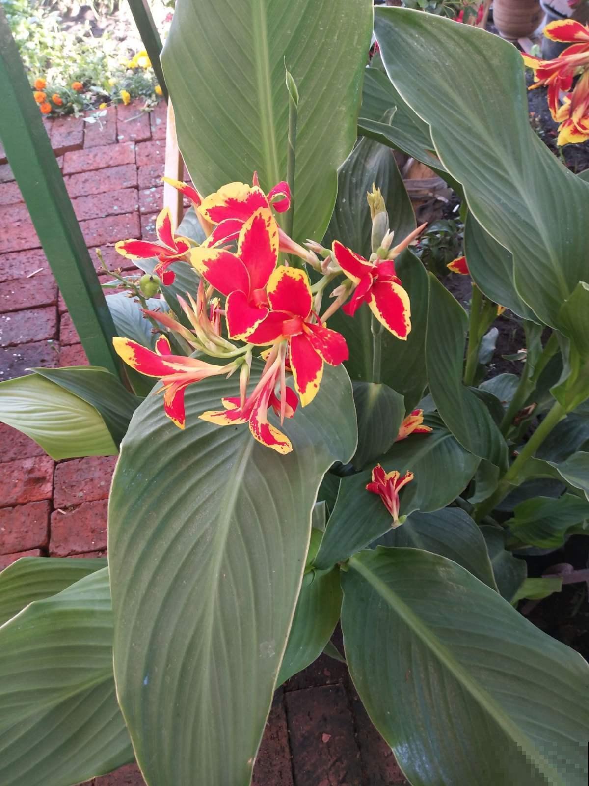 院子里种几棵美人蕉,从夏开到秋,美爆了! 院子里种几棵美人蕉,从夏开到秋,美爆了!