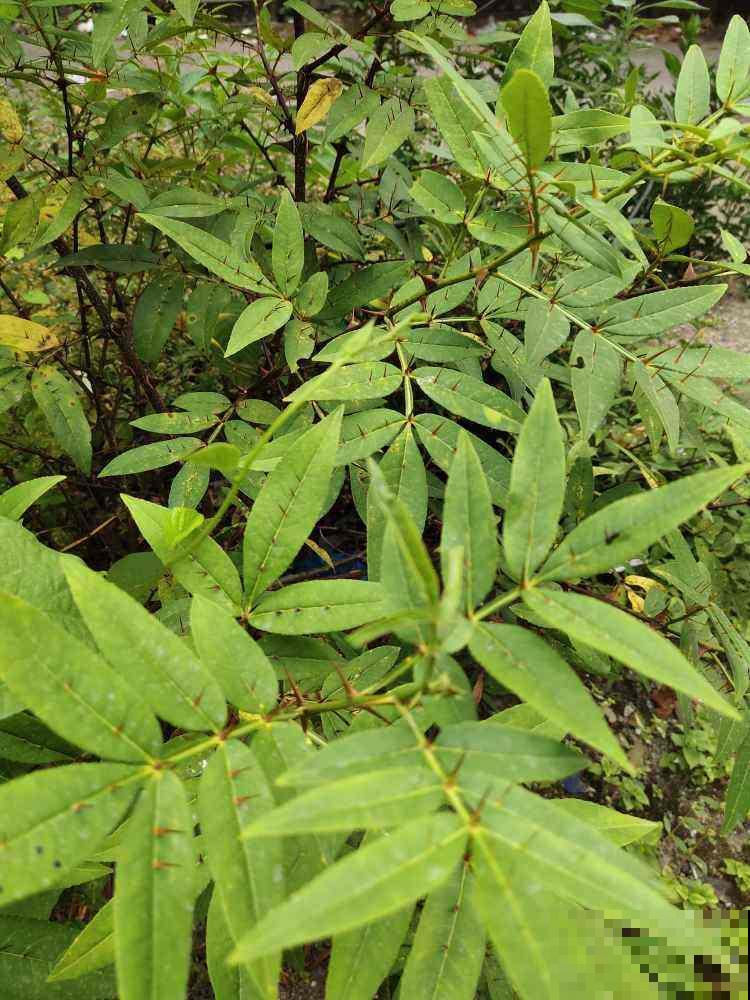 夏天养香草,摘下叶子能泡茶,还能清热解毒! 夏天养香草,摘下叶子能泡茶,还能清热解毒!
