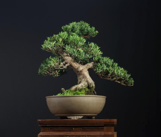 惊艳的6大盆景造型，中国植物艺术的巅峰，收藏起来！