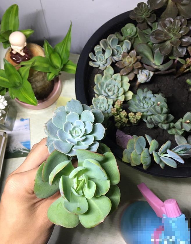 多肉叶插方法详解,一片叶子,就能让你变大户! 多肉叶插方法详解,一片叶子,就能让你变大户!