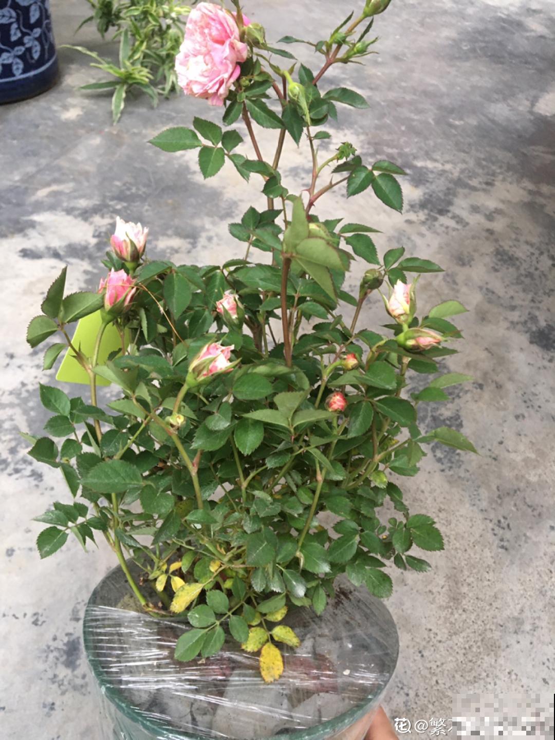 大家都爱养的花，其实只能秋天种，错过季节养不活！