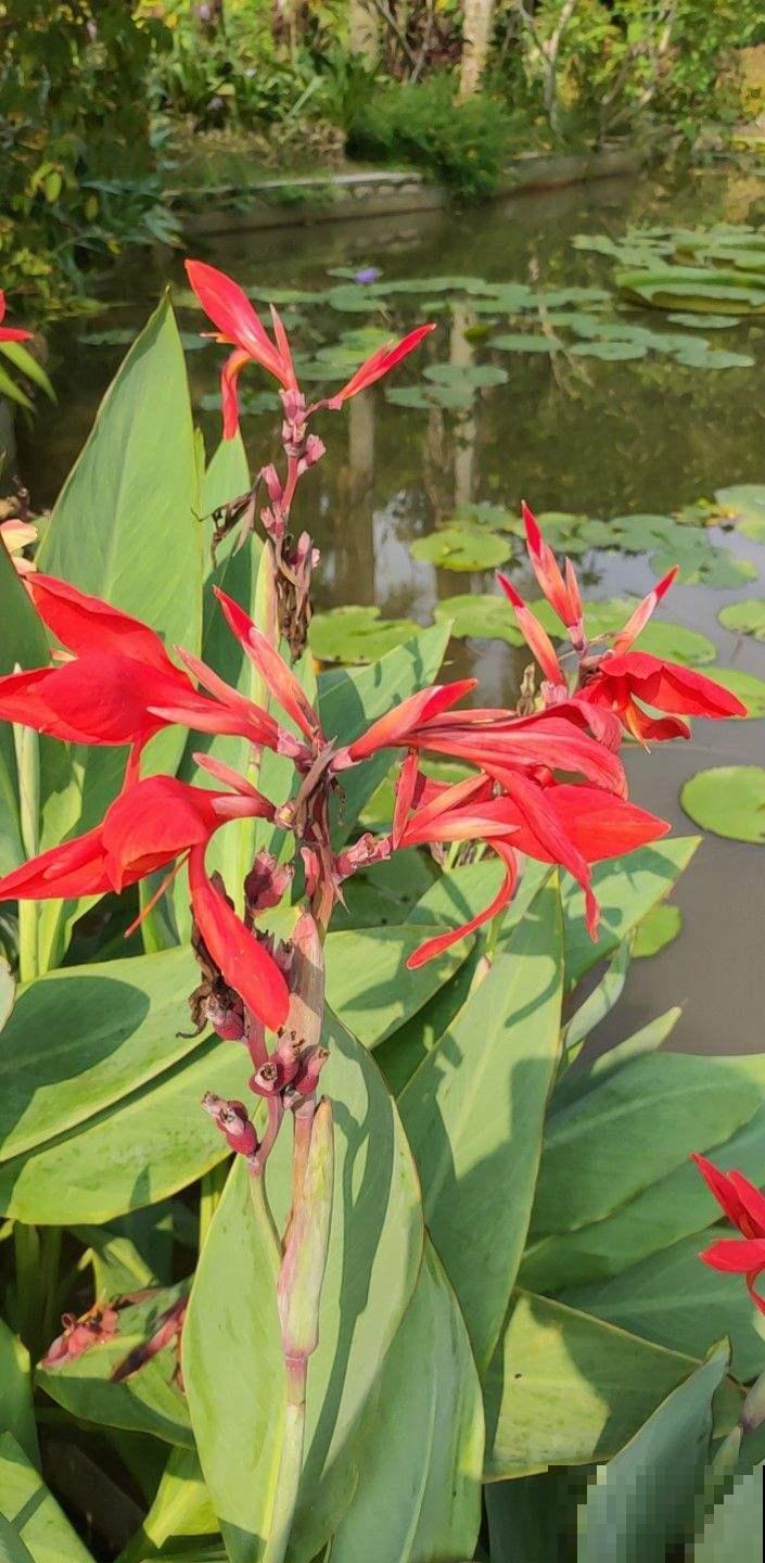 院子里种几棵美人蕉,从夏开到秋,美爆了! 院子里种几棵美人蕉,从夏开到秋,美爆了!