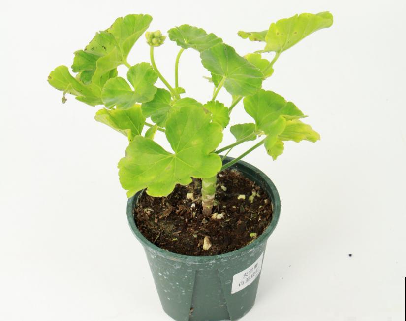 天竺葵太能开,一年能开大半年,花多还易爆盆! 天竺葵太能开,一年能开大半年,花多还易爆盆!