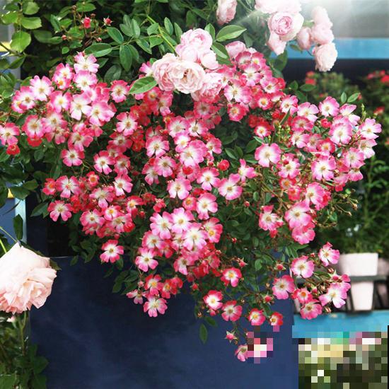 10种月季枝条太软，大家都说垂头，结果吊起来养超惊艳！