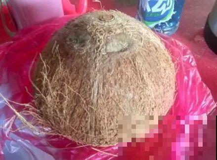 西红柿、玉米……埋土里，7天长成小森林，结出果子一大筐！