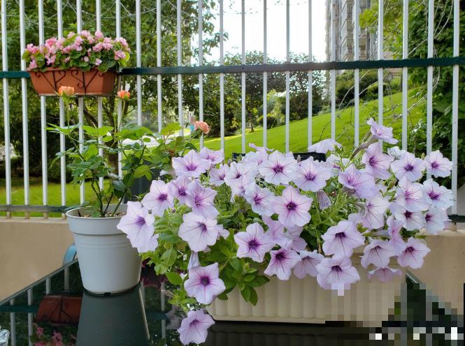 初入花坑,就选这些懒人花,种一次开好几个月! 初入花坑,就选这些懒人花,种一次开好几个月!