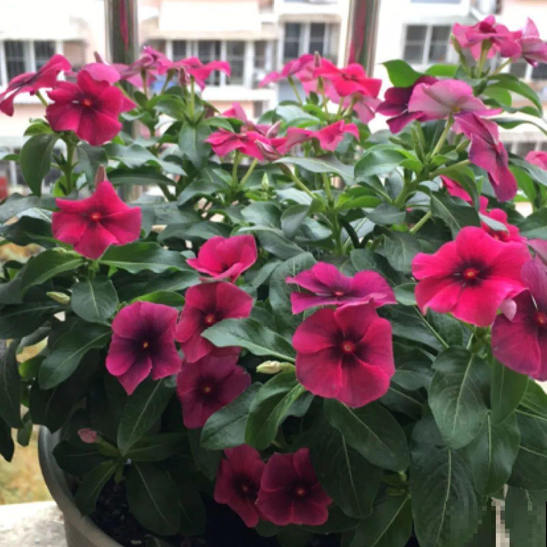 1种花是开花机器，只要温度合适，一年四季都能开花