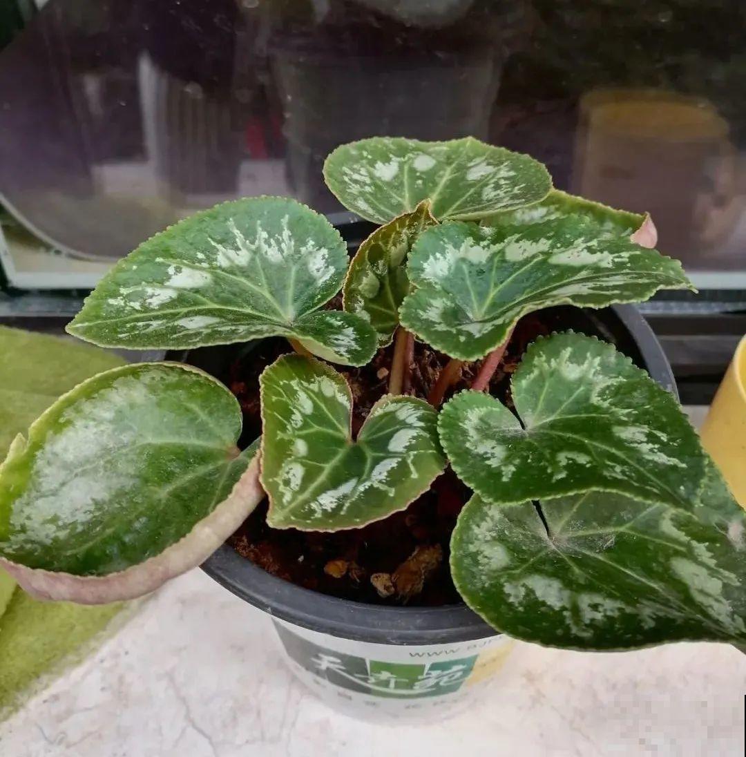 秋老虎来了，9种花进入“死期”，切莫大意！