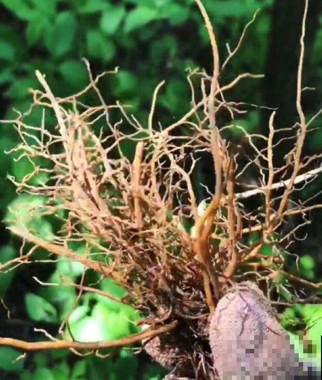 铁线莲容易买到假货，注意看价格，越便宜越有猫腻！