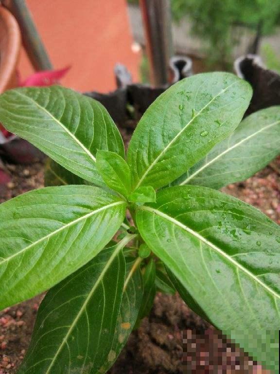 厨房中的调味品，也是养花利器，花吃了叶子油亮直反光