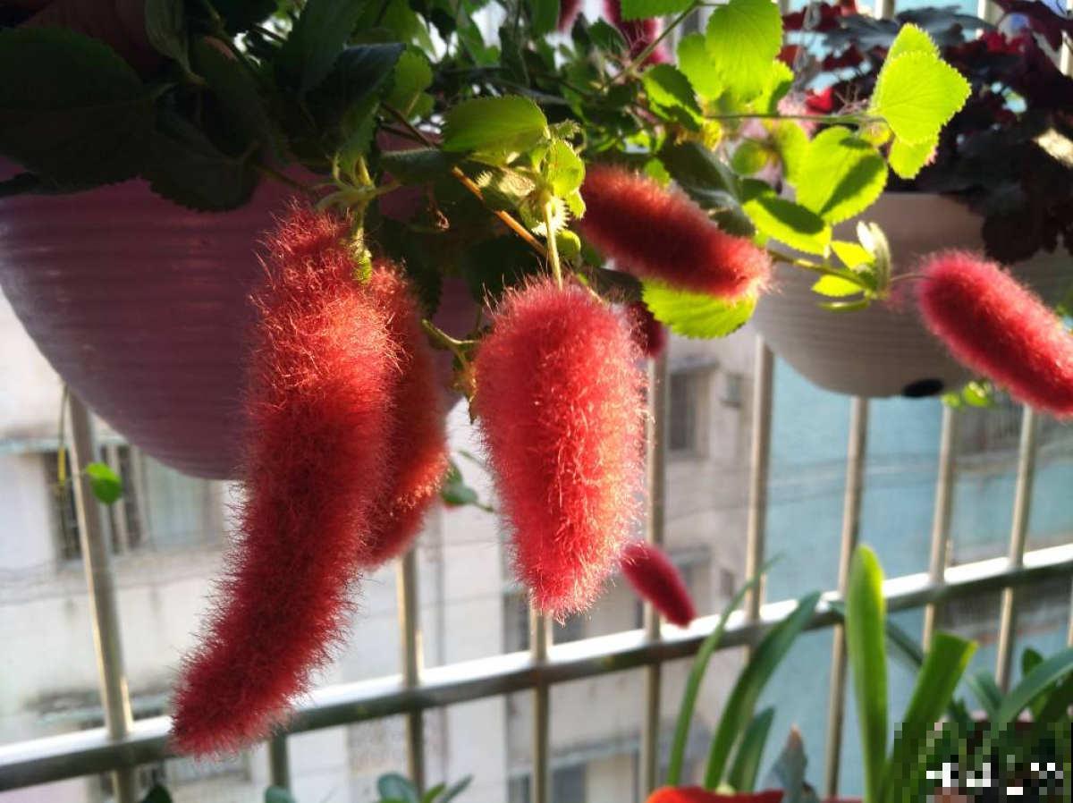 养了一盆尾巴花,开花红彤彤,摆在家里真喜庆 养了一盆尾巴花,开花红彤彤,摆在家里真喜庆