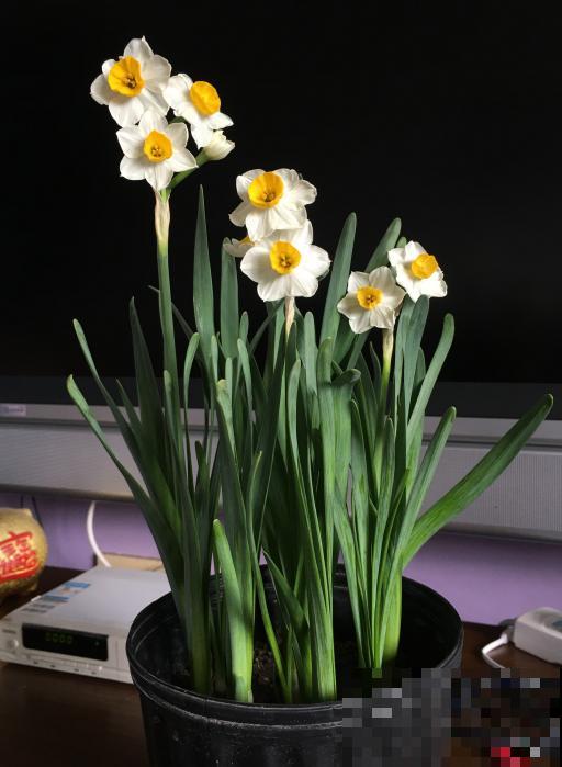 最适合各个地方养的花，快看你的家乡，适合养哪些花！