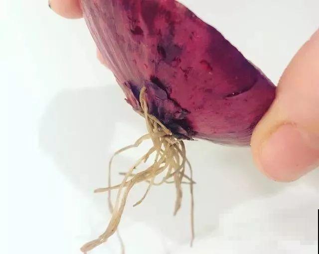 秋天养这4种菜，长得快、结果多，一茬茬吃不完！