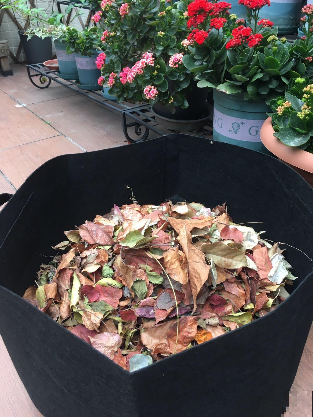 小苏打撒土里,花不招虫不生病,花苞摁都摁不住! 小苏打撒土里,花不招虫不生病,花苞摁都摁不住!