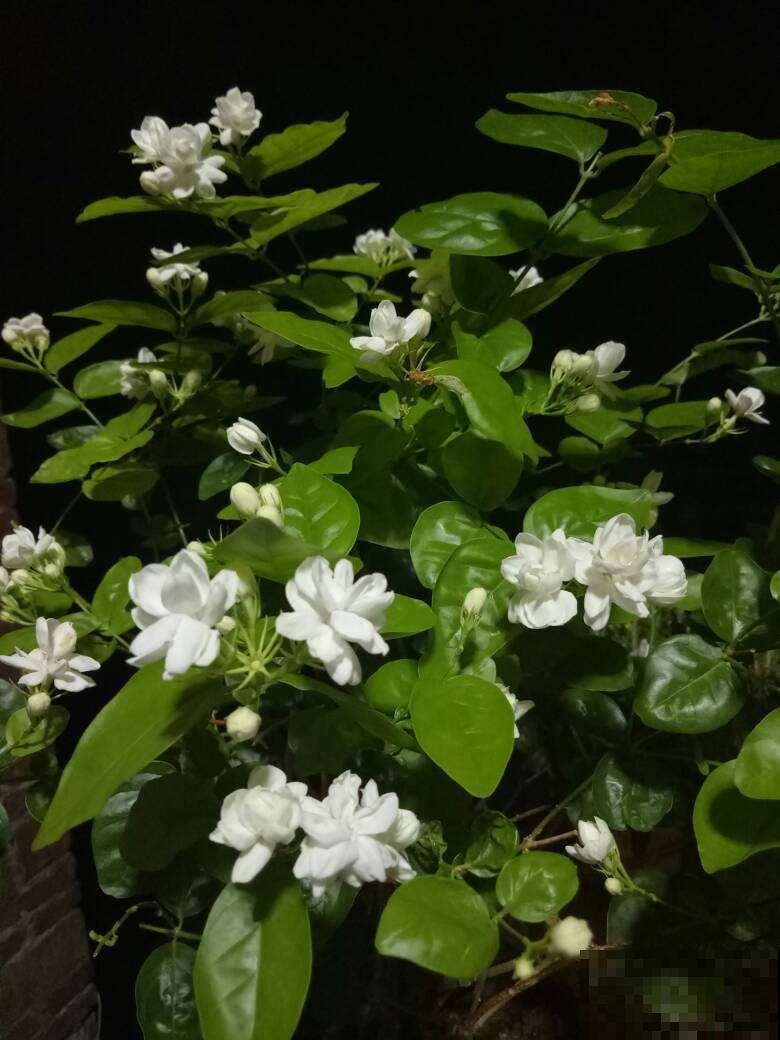 新手避坑6种花,养护难度太高,一不小心就只剩空盆 新手避坑6种花,养护难度太高,一不小心就只剩空盆