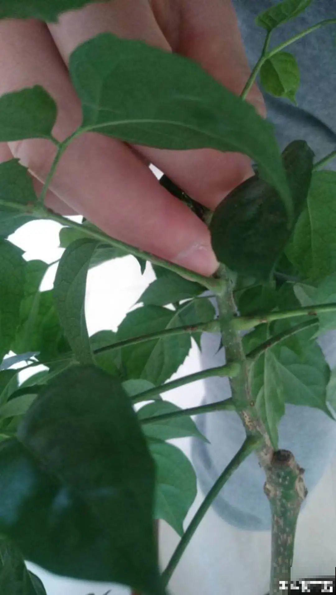 秋天虫子泛滥，不注意预防，家里的花都遭殃！