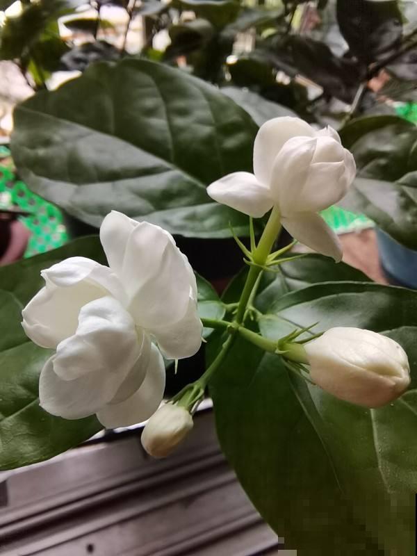 养茉莉，要会“煮”，学会“煮”开花越多