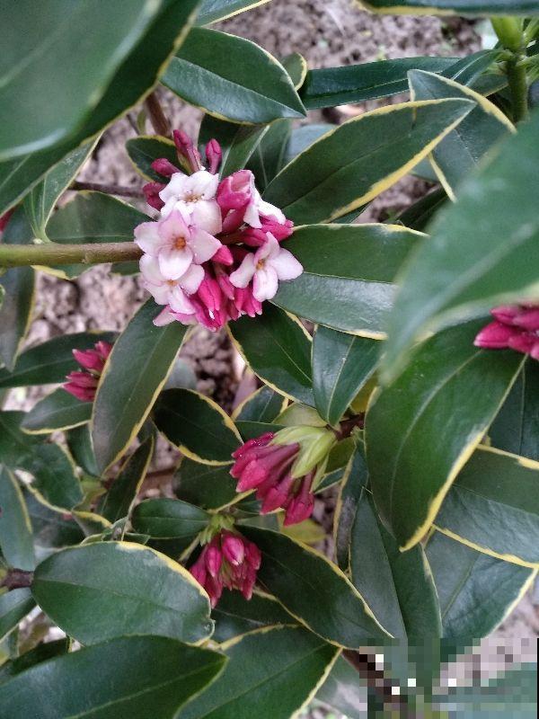 现在养瑞香时节正合适，记住两个“多”，才能开花艳丽