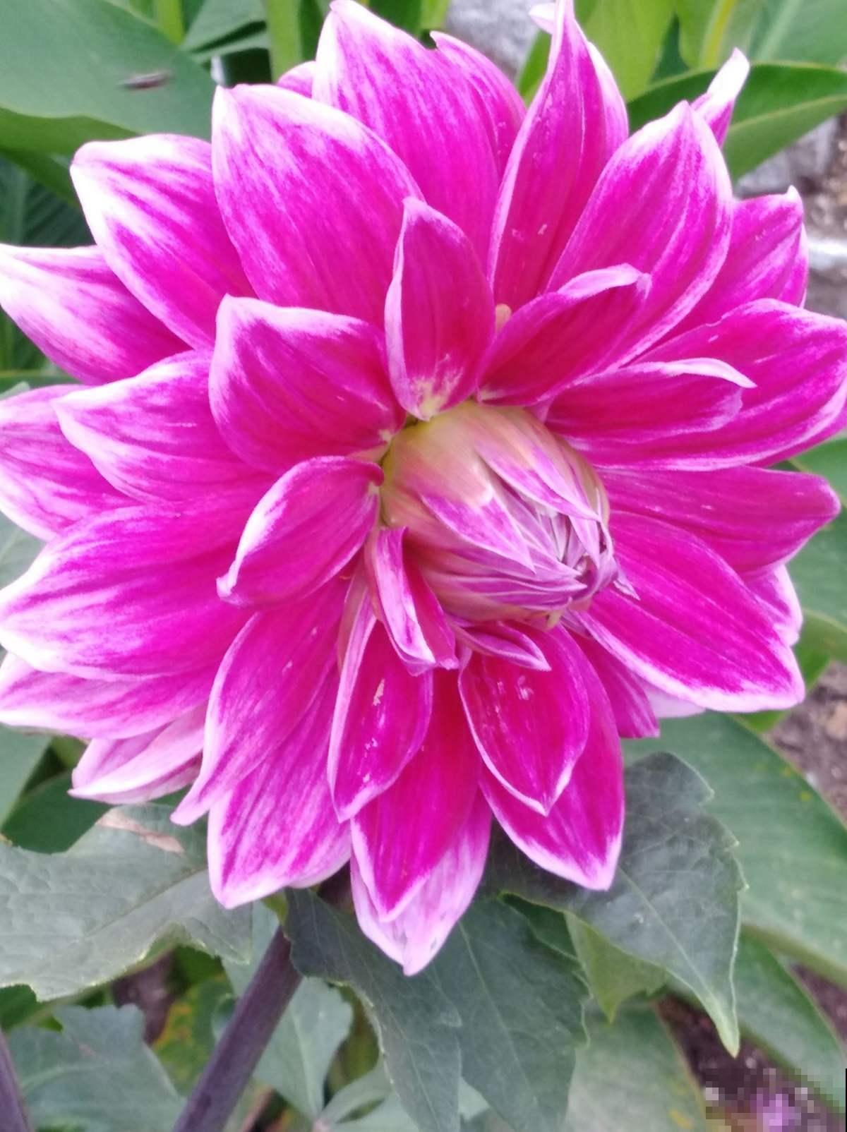 看惯了小花朵,养这5种花,开花大气惹人爱! 看惯了小花朵,养这5种花,开花大气惹人爱!