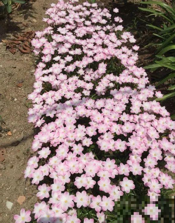 种花赚钱？要是有块地，真的发财了！