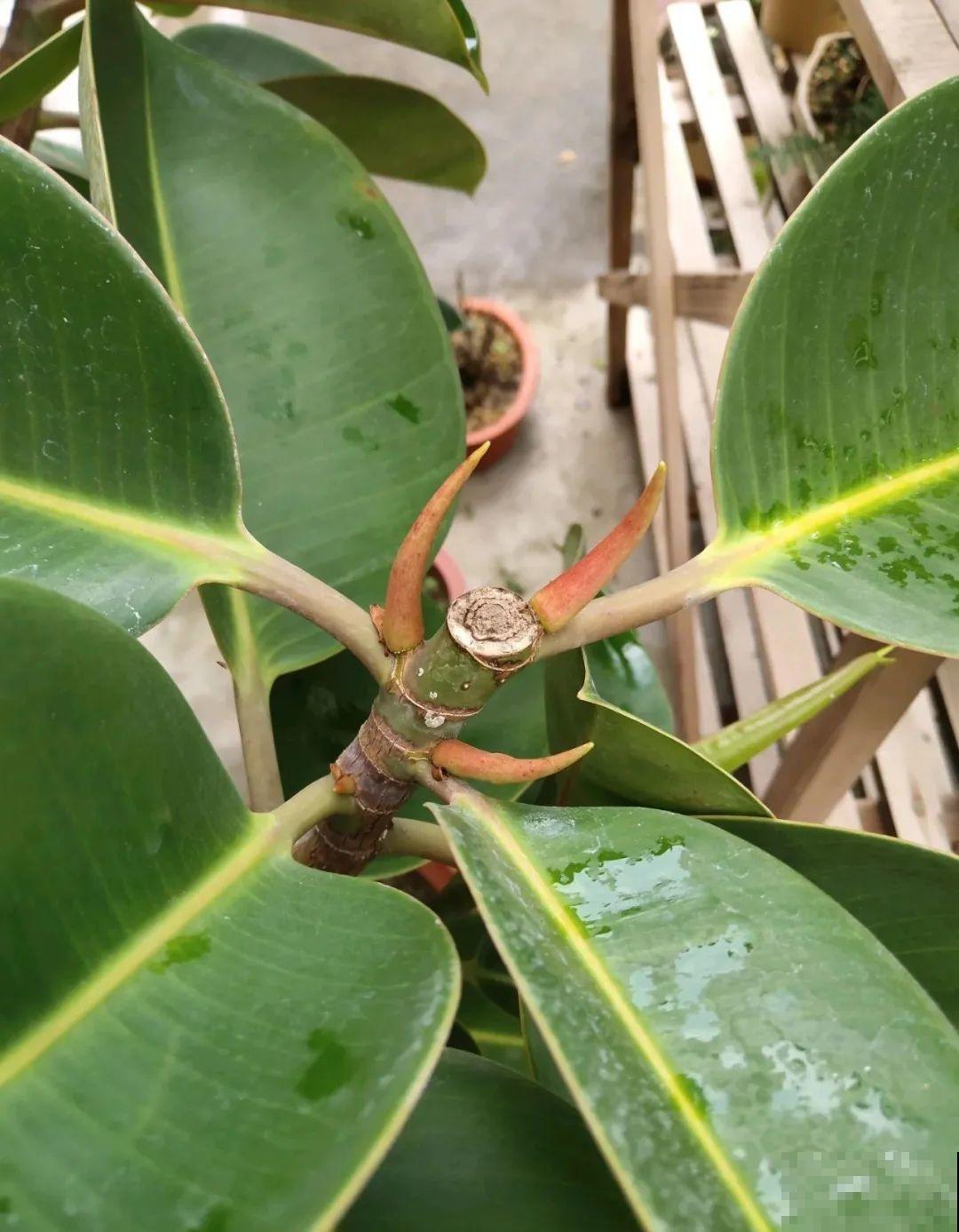 幸福树长太高，拦腰砍1刀，效果竟然这么好！